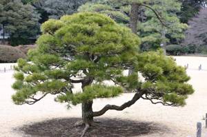 松の木は様々な形で利用されている