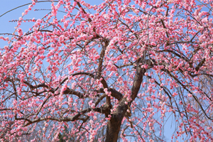 梅の木と日本の文化・歴史との関係は…
