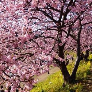 桜の木と日本の文化・伝統は密接不離